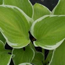 Hosta 'Sagae' Hosta 'Sagae'