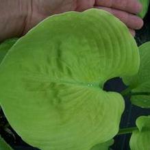 Hosta 'Sum and Substance' Hosta 'Sum and Substance'