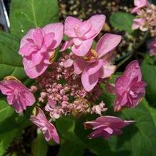 Hydrangea serrata 'Miyame yae Murasaki' Hydrangea serrata 'Miyame yae Murasaki'