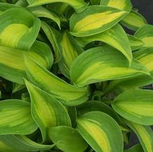 Hosta 'Epiphany' Hosta 'Epiphany'