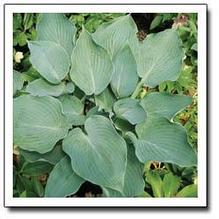 Hosta 'Halleluja' Hosta 'Halleluja'