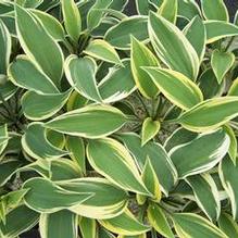 Hosta 'Permafrost' Hosta 'Permafrost'