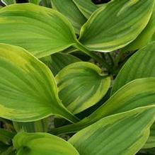 Hosta 'Deep Space Nine' Hosta 'Deep Space Nine'