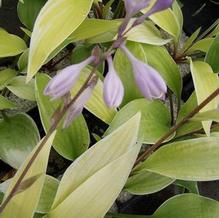 Hosta 'Fashionista' Hosta 'Fashionista'