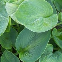 Hosta 'Abiqua Drinking Gourd' Hosta 'Abiqua Drinking Gourd'