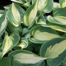 Hosta 'Grand Marquee' Hosta 'Grand Marquee'