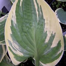 Hosta 'Kabuki' Hosta 'Kabuki'