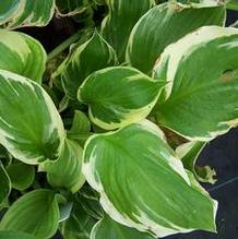 Hosta 'Lakeside Kaleidoscope' Hosta 'Lakeside Kaleidoscope'