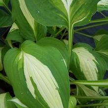 Hosta 'Lakeside Spellbinder' Hosta 'Lakeside Spellbinder'