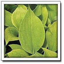 Hosta 'Laverne & Shirley' Hosta 'Laverne & Shirley'
