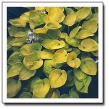 Hosta 'Little Aurora' Hosta 'Little Aurora'