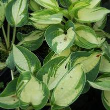 Hosta 'Lonesome Dove' Hosta 'Lonesome Dove'