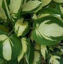 Hosta 'Morning Light' Hosta 'Morning Light'