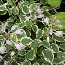 Hosta 'Peace' Hosta 'Peace'