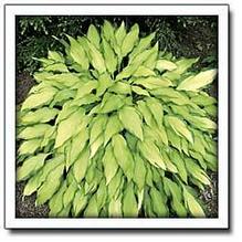 Hosta 'Pineapple Upsidedown Cake' Hosta 'Pineapple Upsidedown Cake'