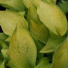 Hosta 'Rascal' Hosta 'Rascal'