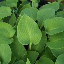 Hosta 'Sherborne Swan' Hosta 'Sherborne Swan'