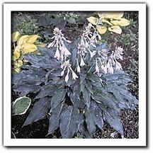 Hosta 'Twilight Time' Hosta 'Twilight Time'