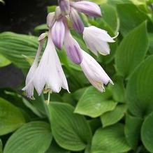 Hosta fortunei var. hyacinthina Hosta fortunei var. hyacinthina