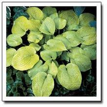 Hosta 'Golden Medallion' Hosta 'Golden Medallion'