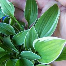 Hosta 'Redfield's Folly'