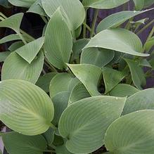 Hosta 'Ultramarine' Hosta 'Ultramarine'