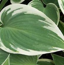 Hosta 'First Frost' Hosta 'First Frost'