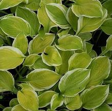 Hosta 'American Dream' Hosta 'American Dream'
