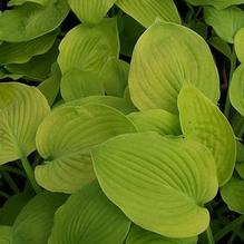 Hosta 'August Moon' Hosta 'August Moon'