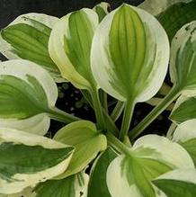 Hosta 'Brenda's Beauty' Hosta 'Brenda's Beauty'