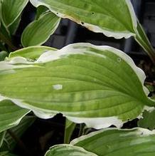 Hosta 'Crested Surf' Hosta 'Crested Surf'