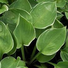 Hosta 'Crusader' Hosta 'Crusader'