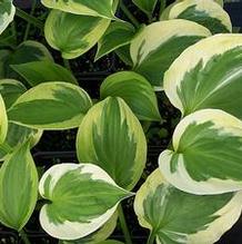 Hosta 'Dust Devil' Hosta 'Dust Devil'