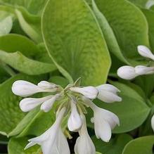 Hosta 'Golden Sunburst' Hosta 'Golden Sunburst'