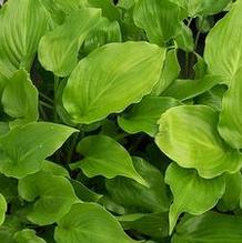 Hosta 'Invincible' Hosta 'Invincible'