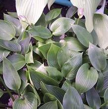 Hosta 'Leather Sheen' Hosta 'Leather Sheen'