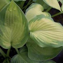 Hosta 'Lunar Orbit' Hosta 'Lunar Orbit'
