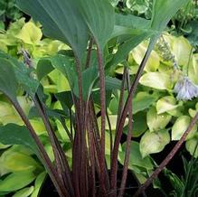 Hosta 'Red October' Hosta 'Red October'