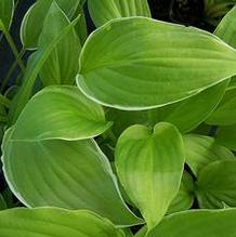 Hosta 'Savannah Supreme' Hosta 'Savannah Supreme'
