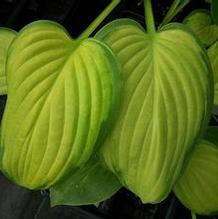 Hosta 'Stained Glass' Hosta 'Stained Glass'