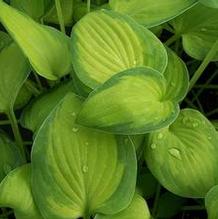 Hosta 'Sweet Home Chicago' Hosta 'Sweet Home Chicago'