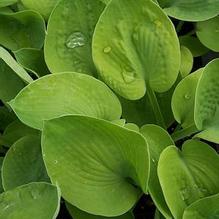 Hosta 'Tokudama Aureonebulosa' Hosta 'Tokudama Aureonebulosa'