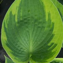 Hosta 'Tokudama Flavocircinalis' Hosta 'Tokudama Flavocircinalis'