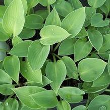 Hosta 'Topaz' Hosta 'Topaz'