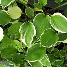Hosta 'Torchlight' Hosta 'Torchlight'