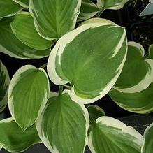 Hosta 'Wolverine' Hosta 'Wolverine'