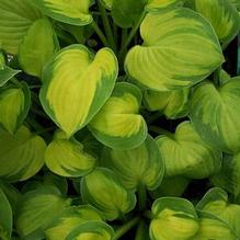 Hosta 'Wylde Green Cream' Hosta 'Wylde Green Cream'