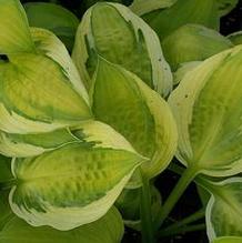 Hosta 'Captain's Adventure' Hosta 'Captain's Adventure'