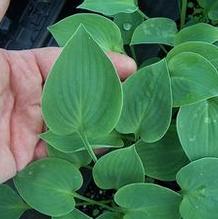 Hosta 'Pacific Blue Edger' Hosta 'Pacific Blue Edger'