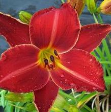 Hemerocallis 'Red Volunteer' Hemerocallis 'Red Volunteer'